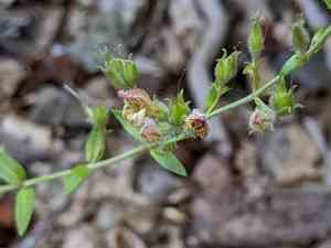 Lemmon's keckiella(Keckiella lemmonii)