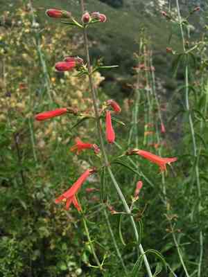 Scarlet keckiella(Keckiella ternata)