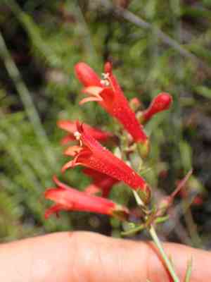 Scarlet keckiella(Keckiella ternata)