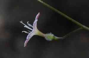 Milk kelloggia(Kelloggia galioides)