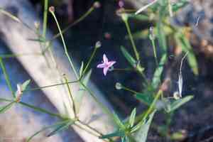 Milk kelloggia(Kelloggia galioides)