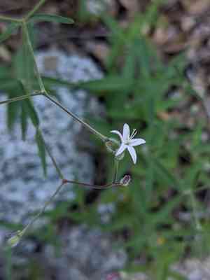 Milk kelloggia(Kelloggia galioides)