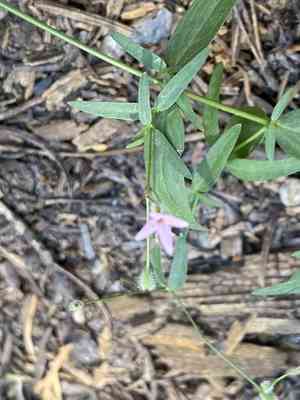 Milk kelloggia(Kelloggia galioides)