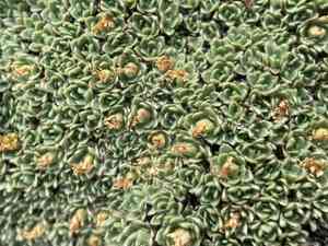 Oneflower kelseya(Kelseya uniflora)