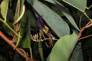 Black coral pea(Kennedia nigricans)