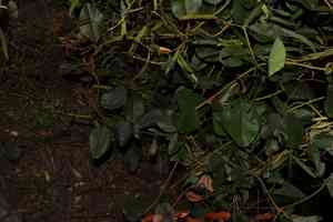 Black coral pea(Kennedia nigricans)