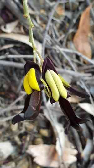Black coral pea(Kennedia nigricans)
