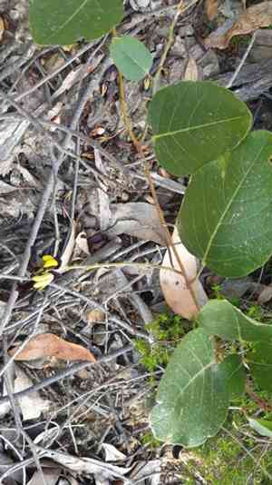 Black coral pea(Kennedia nigricans)