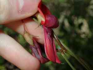 Dusky coral pea(Kennedia rubicunda)