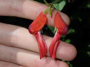 Dusky coral pea(Kennedia rubicunda)