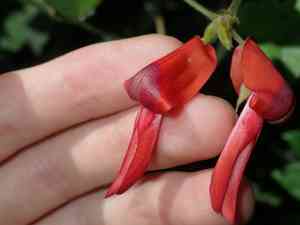 Dusky coral pea(Kennedia rubicunda)