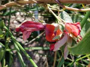 Dusky coral pea(Kennedia rubicunda)
