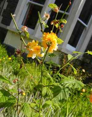 Japanese rose(Kerria japonica)