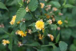 Japanese rose(Kerria japonica)
