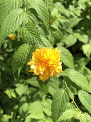 Japanese rose(Kerria japonica)