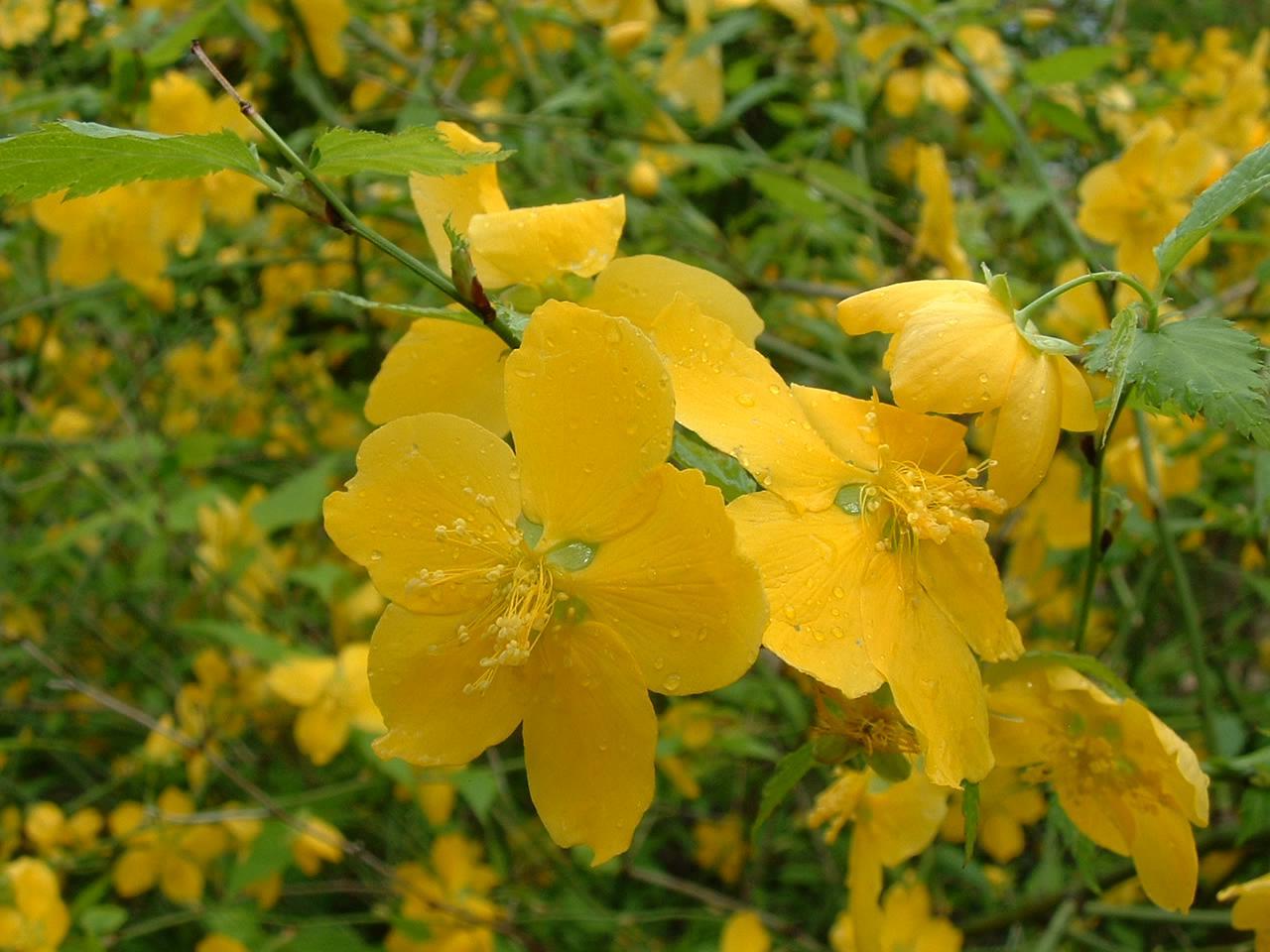 Japanese rose (Kerria japonica) Care Guide: Pests, Diseases, Watering ...