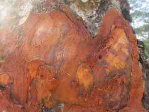 Senegal mahogany(Khaya senegalensis)