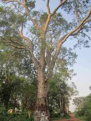 Senegal mahogany(Khaya senegalensis)