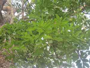 Senegal mahogany(Khaya senegalensis)