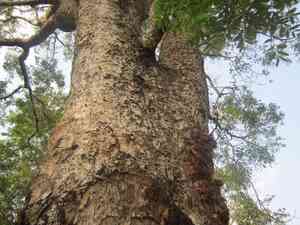 Senegal mahogany(Khaya senegalensis)
