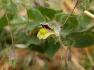 Sharpleaf cancerwort(Kickxia elatine)