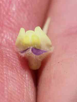 Sharpleaf cancerwort(Kickxia elatine)