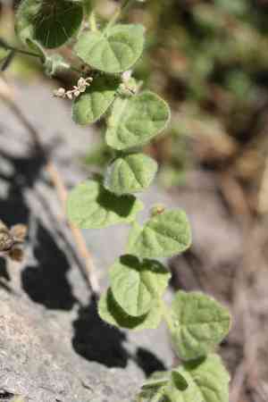Sharpleaf cancerwort(Kickxia elatine)