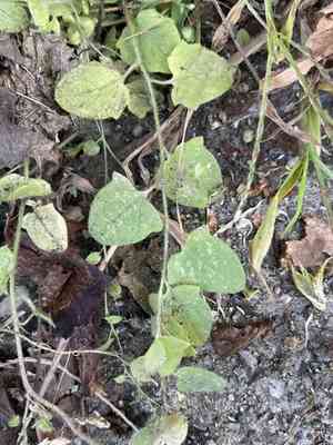 Sharpleaf cancerwort(Kickxia elatine)