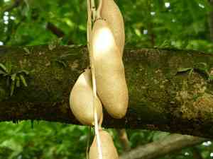 African sausage tree(Kigelia africana)