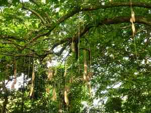 African sausage tree(Kigelia africana)