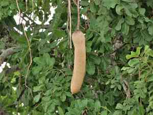 African sausage tree(Kigelia africana)