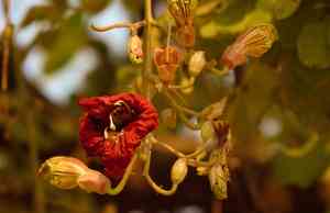 African sausage tree(Kigelia africana)