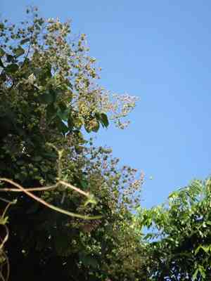 Guest tree(Kleinhovia hospita)