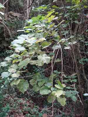 Guest tree(Kleinhovia hospita)