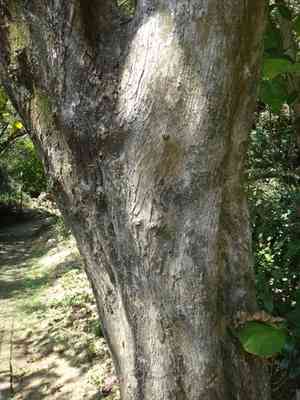 Guest tree(Kleinhovia hospita)