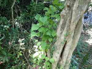 Guest tree(Kleinhovia hospita)