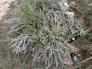 Kleinia anteuphorbium(Kleinia anteuphorbium)