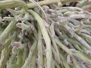 Kleinia anteuphorbium(Kleinia anteuphorbium)