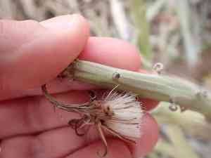 Kleinia anteuphorbium(Kleinia anteuphorbium)