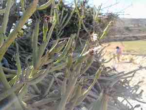 Kleinia anteuphorbium(Kleinia anteuphorbium)
