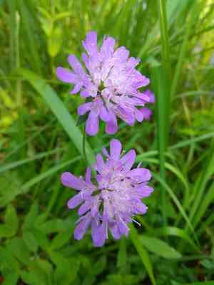 Field scabious(Knautia arvensis)