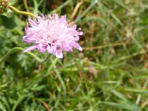 Field scabious(Knautia arvensis)