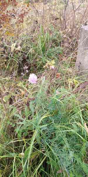 Field scabious(Knautia arvensis)