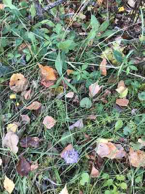 Field scabious(Knautia arvensis)