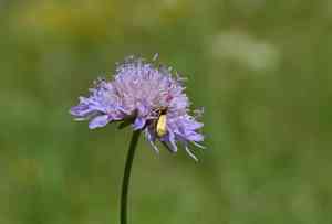 Widow flower (Knautia)(Knautia)