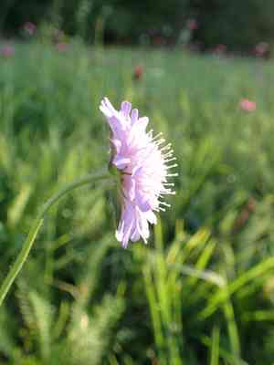 Widow flower (Knautia)(Knautia)