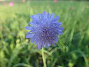 Widow flower (Knautia)(Knautia)