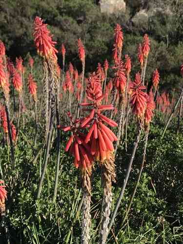 Red hot poker(Kniphofia uvaria)