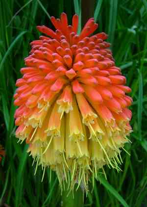 Red hot poker(Kniphofia uvaria)