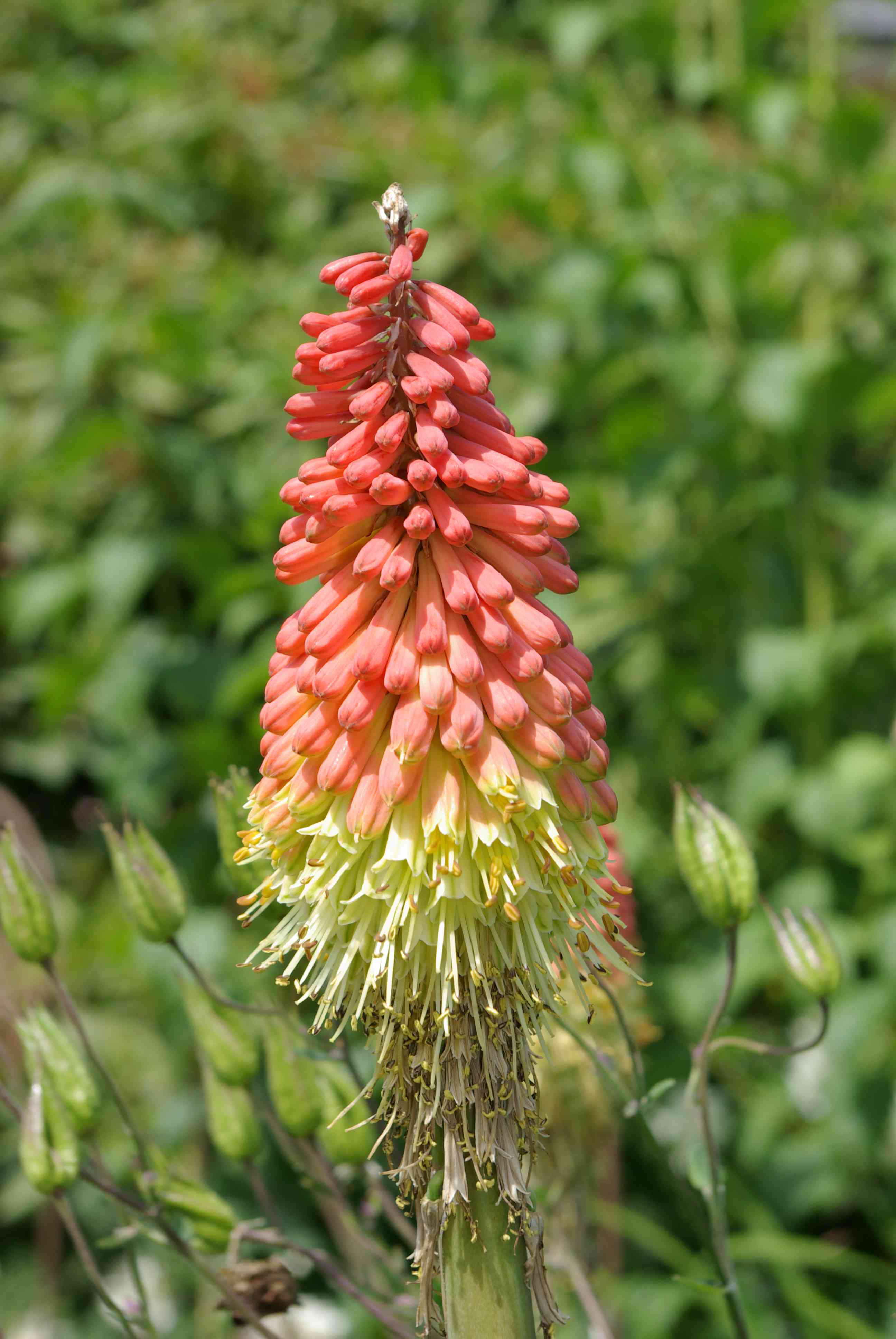 Red hot poker(Kniphofia uvaria)